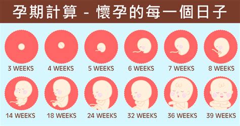 現在懷孕幾月生|預產期計算器：懷孕週數、孕期計算